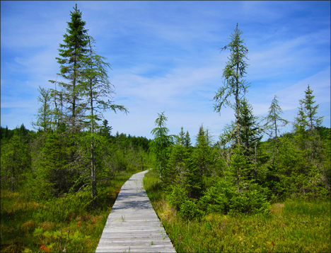 Adirondack Wetlands:  Boreal Life Trail boardwalk at the Paul Smiths VIC